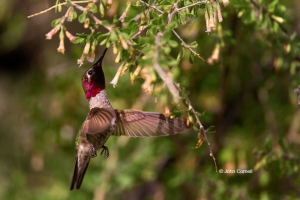 Annas-Hummingbird;Arizona;Boyce-Thompson-Arboretum-State-Park;Calypte-anna;Fliyi
